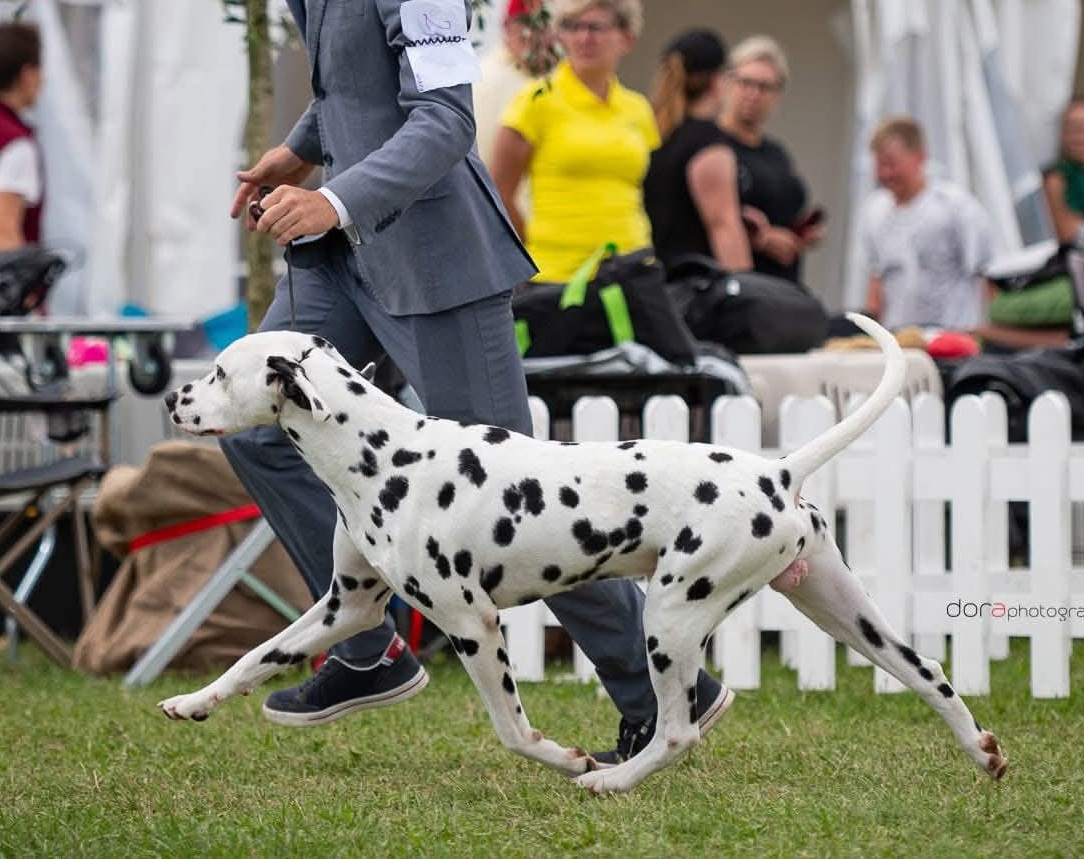 Dalmata Lucky